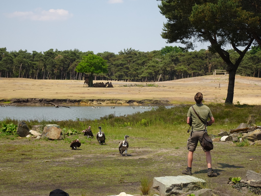 Zookeeper, Vultures and Camels at the Safaripark Beekse Bergen, during the Birds of Prey Safari