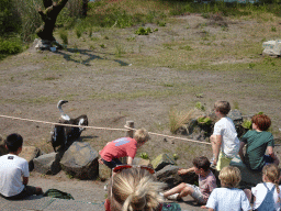 Max`s friends and Vulture at the Safaripark Beekse Bergen, right after the Birds of Prey Safari