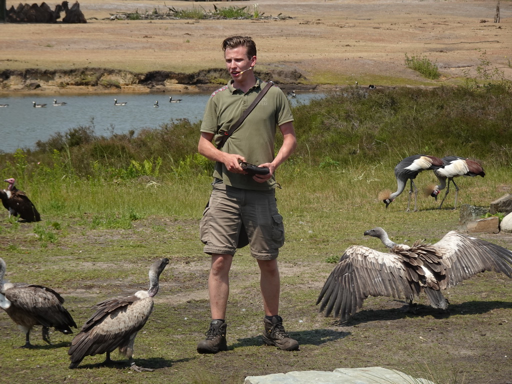 Zookeeper, Vultures, Black Crowned Cranes and Camels at the Safaripark Beekse Bergen, right after the Birds of Prey Safari