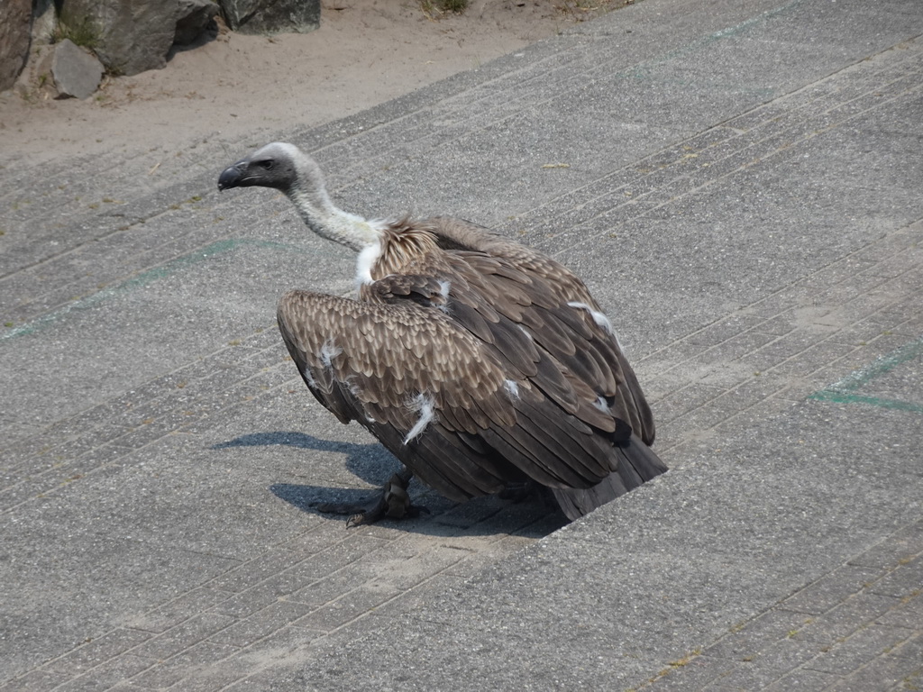 Vulture at the Safaripark Beekse Bergen, right after the Birds of Prey Safari