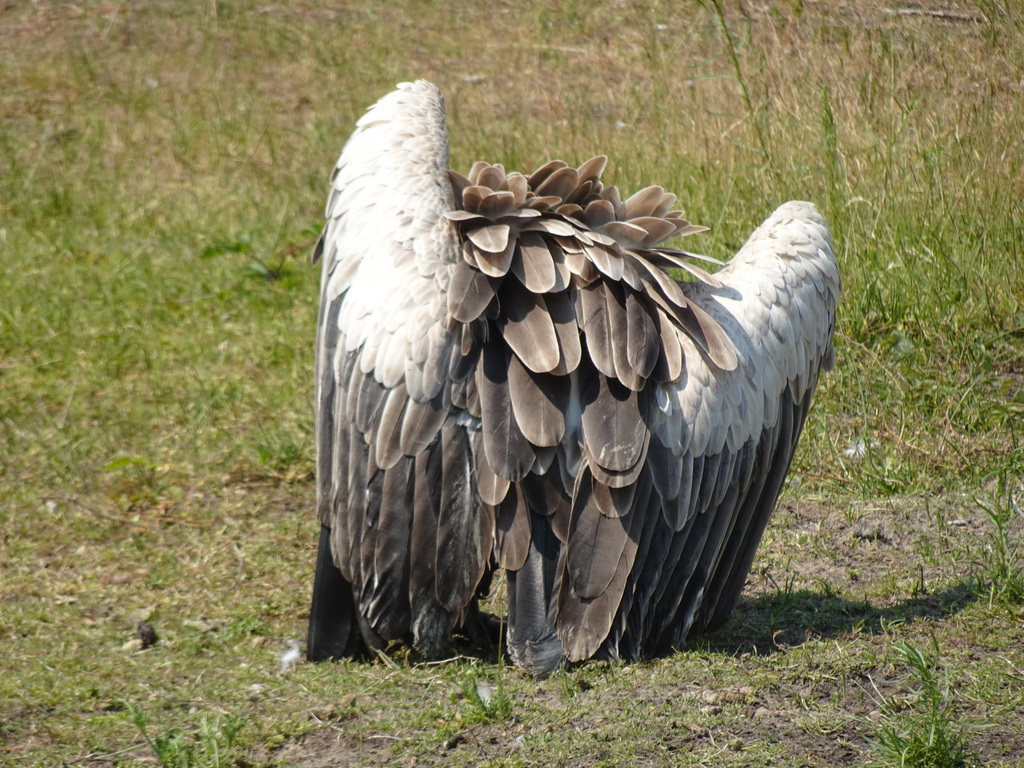 Vulture at the Safaripark Beekse Bergen, right after the Birds of Prey Safari