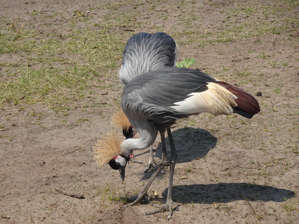 Black Crowned Cranes at the Safaripark Beekse Bergen, right after the Birds of Prey Safari