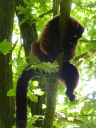 Red Ruffed Lemur at the Safaripark Beekse Bergen