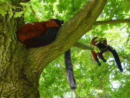 Red Ruffed Lemurs at the Safaripark Beekse Bergen