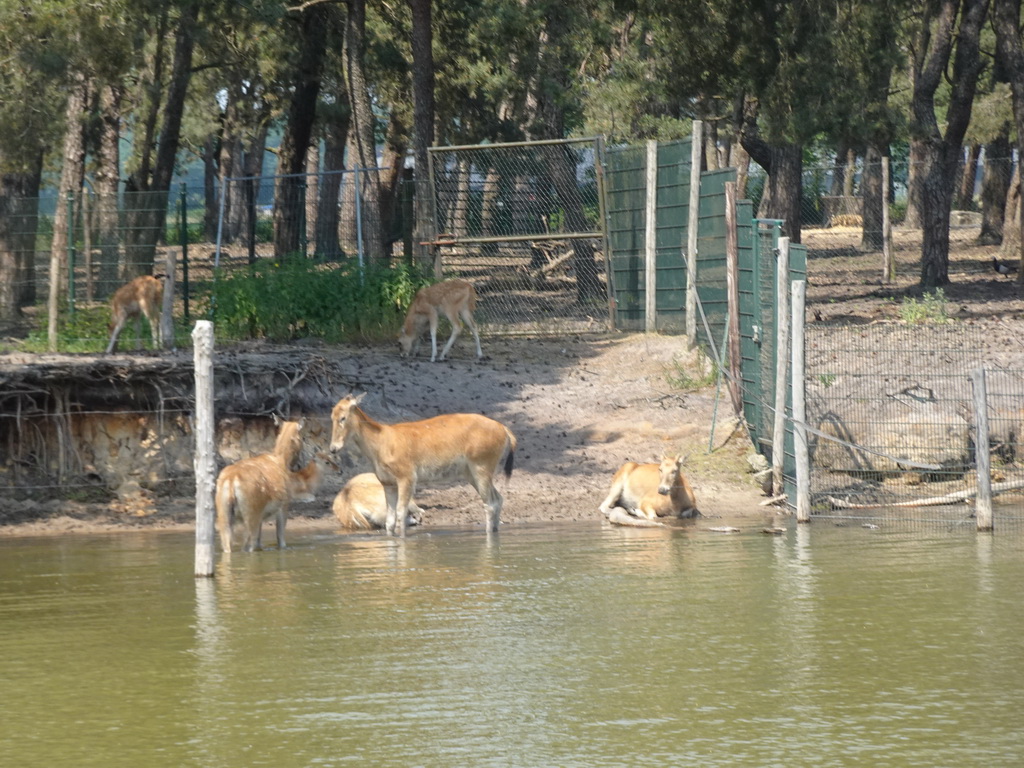 Blackbucks at the Safaripark Beekse Bergen, viewed from the safari boat during the Boatsafari