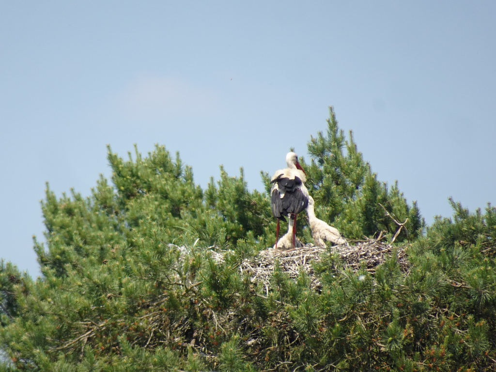 Stork and young Storks at the Safaripark Beekse Bergen, viewed from the safari boat during the Boatsafari