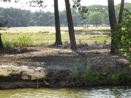 Blackbucks at the Safaripark Beekse Bergen, viewed from the safari boat during the Boatsafari