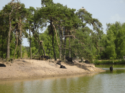 Yaks at the Safaripark Beekse Bergen, viewed from the safari boat during the Boatsafari