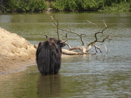 Yak at the Safaripark Beekse Bergen, viewed from the safari boat during the Boatsafari