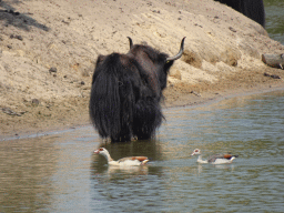 Yak and Ducks at the Safaripark Beekse Bergen, viewed from the safari boat during the Boatsafari