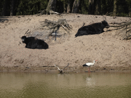 Yaks and Stork at the Safaripark Beekse Bergen, viewed from the safari boat during the Boatsafari