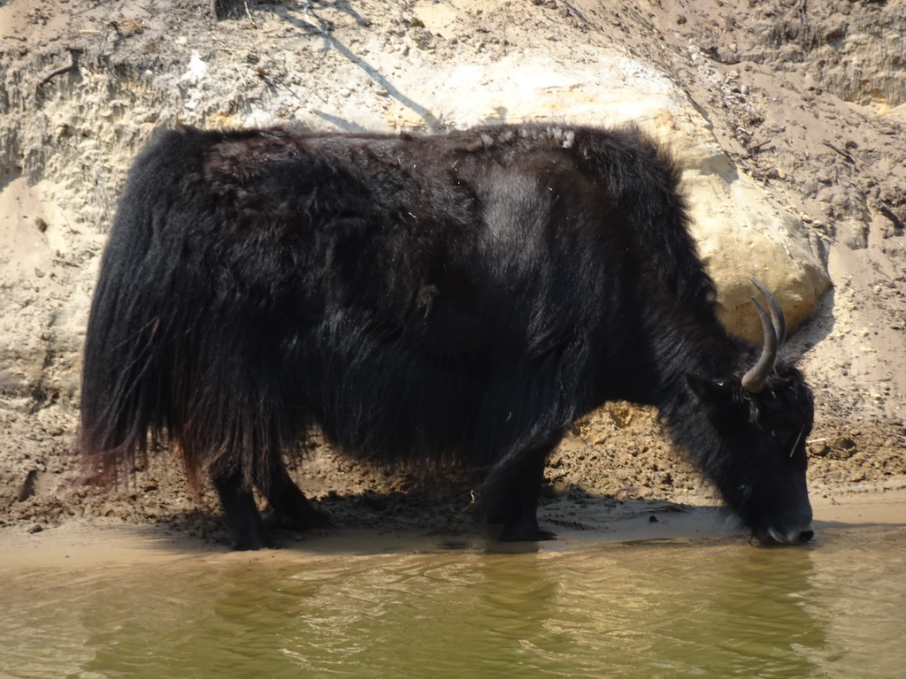 Yak at the Safaripark Beekse Bergen, viewed from the safari boat during the Boatsafari