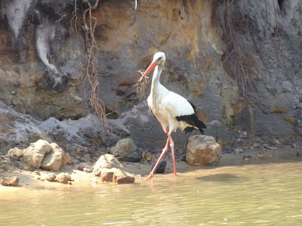 Stork at the Safaripark Beekse Bergen, viewed from the safari boat during the Boatsafari