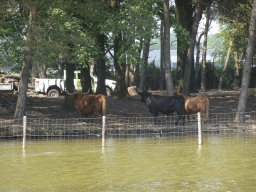 Highland Cattle and Heck Cattle at the Safaripark Beekse Bergen, viewed from the bus during the Bus Safari