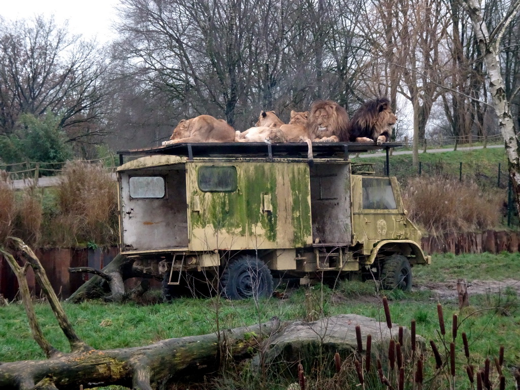 Truck with Lions on top at the Safaripark Beekse Bergen, viewed from the car during the Autosafari