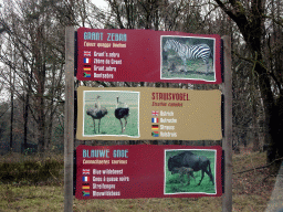 Explanation on the Grant`s zebra, Ostrich and Blue Wildebeest at the Safaripark Beekse Bergen, viewed from the car during the Autosafari