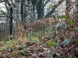 Lion at the Safaripark Beekse Bergen, viewed from the car during the Autosafari