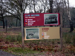 Explanation on the Waterbuck and Oryx at the Safaripark Beekse Bergen, viewed from the car during the Autosafari