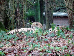 Cheetahs at the Safaripark Beekse Bergen, viewed from the car during the Autosafari