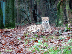 Cheetah at the Safaripark Beekse Bergen, viewed from the car during the Autosafari