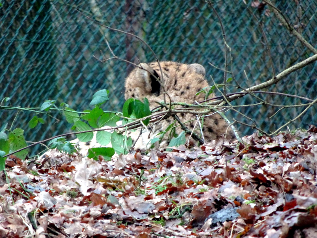 Cheetah at the Safaripark Beekse Bergen, viewed from the car during the Autosafari