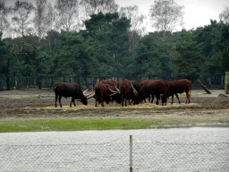 African Buffalos at the Safaripark Beekse Bergen, viewed from the car during the Autosafari