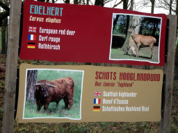 Explanation on the European Red Deer and Highland Cattle at the Safaripark Beekse Bergen, viewed from the car during the Autosafari