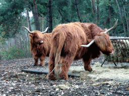 Highland Cattle at the Safaripark Beekse Bergen, viewed from the car during the Autosafari