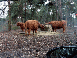 Highland Cattle at the Safaripark Beekse Bergen, viewed from the car during the Autosafari