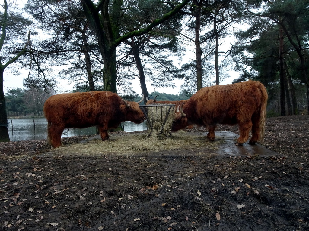 Highland Cattle at the Safaripark Beekse Bergen, viewed from the car during the Autosafari