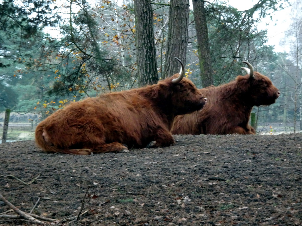 Highland Cattle at the Safaripark Beekse Bergen, viewed from the car during the Autosafari