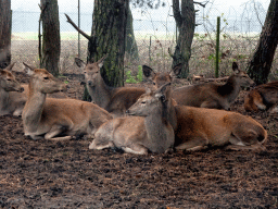 European Red Deer at the Safaripark Beekse Bergen, viewed from the car during the Autosafari