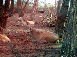 European Red Deer at the Safaripark Beekse Bergen, viewed from the car during the Autosafari