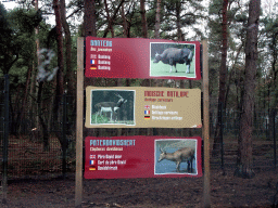 Explanation on the Banteng, Blackbuck and Père David`s Deer at the Safaripark Beekse Bergen, viewed from the car during the Autosafari