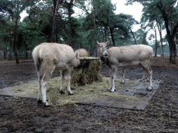 Père David`s Deer at the Safaripark Beekse Bergen, viewed from the car during the Autosafari