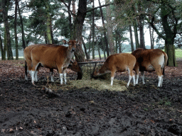 Bantengs at the Safaripark Beekse Bergen, viewed from the car during the Autosafari