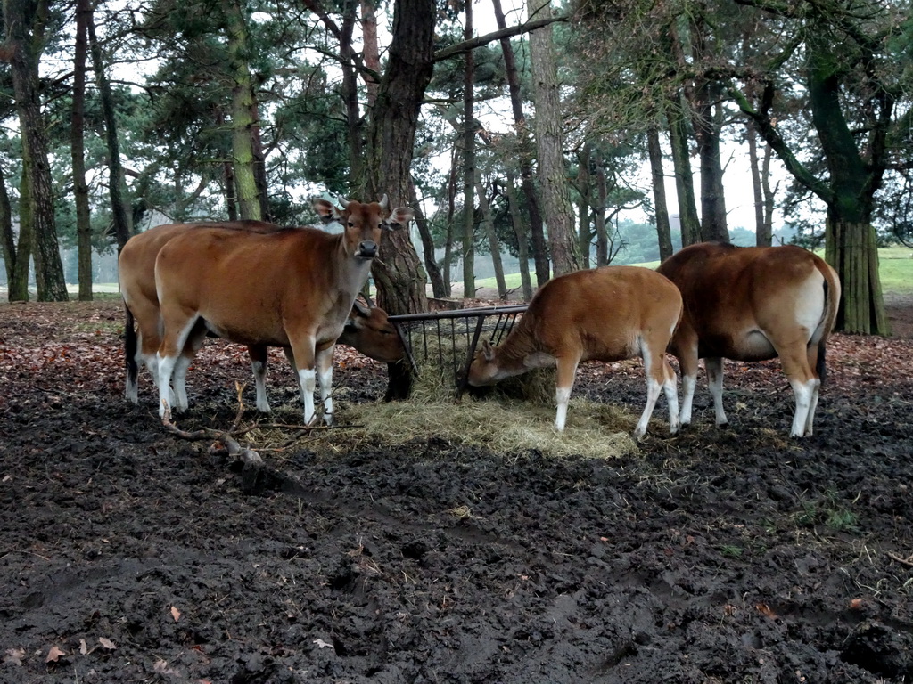 Bantengs at the Safaripark Beekse Bergen, viewed from the car during the Autosafari