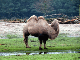 Camels at the Safaripark Beekse Bergen, viewed from the car during the Autosafari