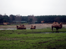 Camels and Przewalski`s Horses at the Safaripark Beekse Bergen, viewed from the car during the Autosafari
