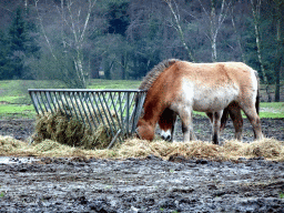 Przewalski`s Horses at the Safaripark Beekse Bergen, viewed from the car during the Autosafari