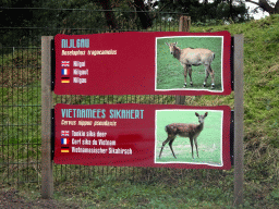Explanation on the Nilgai and Tonkin Sika Deer at the Safaripark Beekse Bergen, viewed from the car during the Autosafari