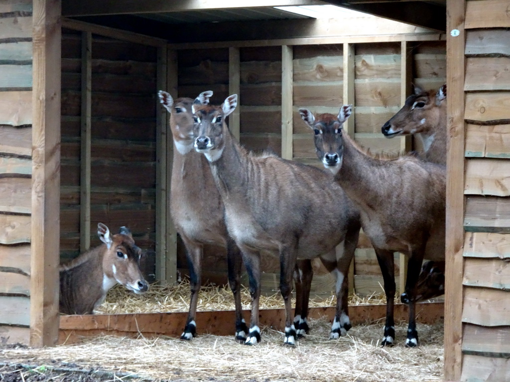 Nilgai at the Safaripark Beekse Bergen, viewed from the car during the Autosafari