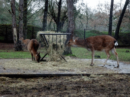 Tonkin Sika Deer at the Safaripark Beekse Bergen, viewed from the car during the Autosafari