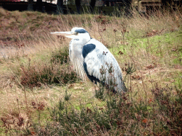 Heron at the Safaripark Beekse Bergen, viewed from the car during the Autosafari
