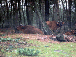 African Buffalos at the Safaripark Beekse Bergen, viewed from the car during the Autosafari
