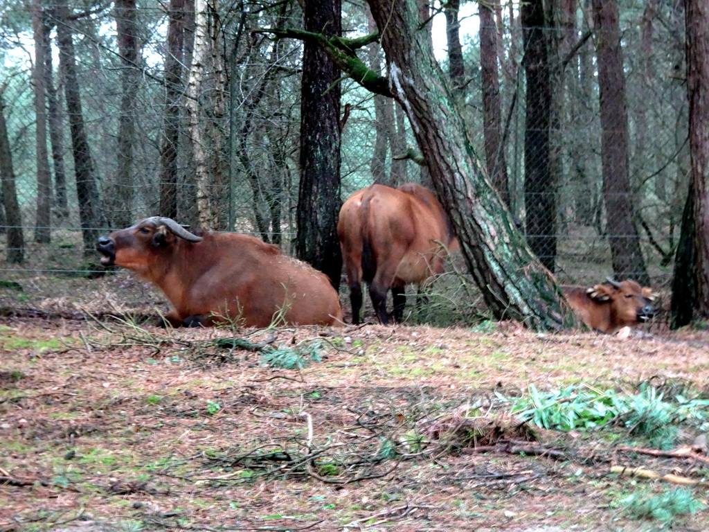 African Buffalos at the Safaripark Beekse Bergen, viewed from the car during the Autosafari