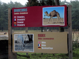 Explanation on the Dromedary and Addax at the Safaripark Beekse Bergen, viewed from the car during the Autosafari