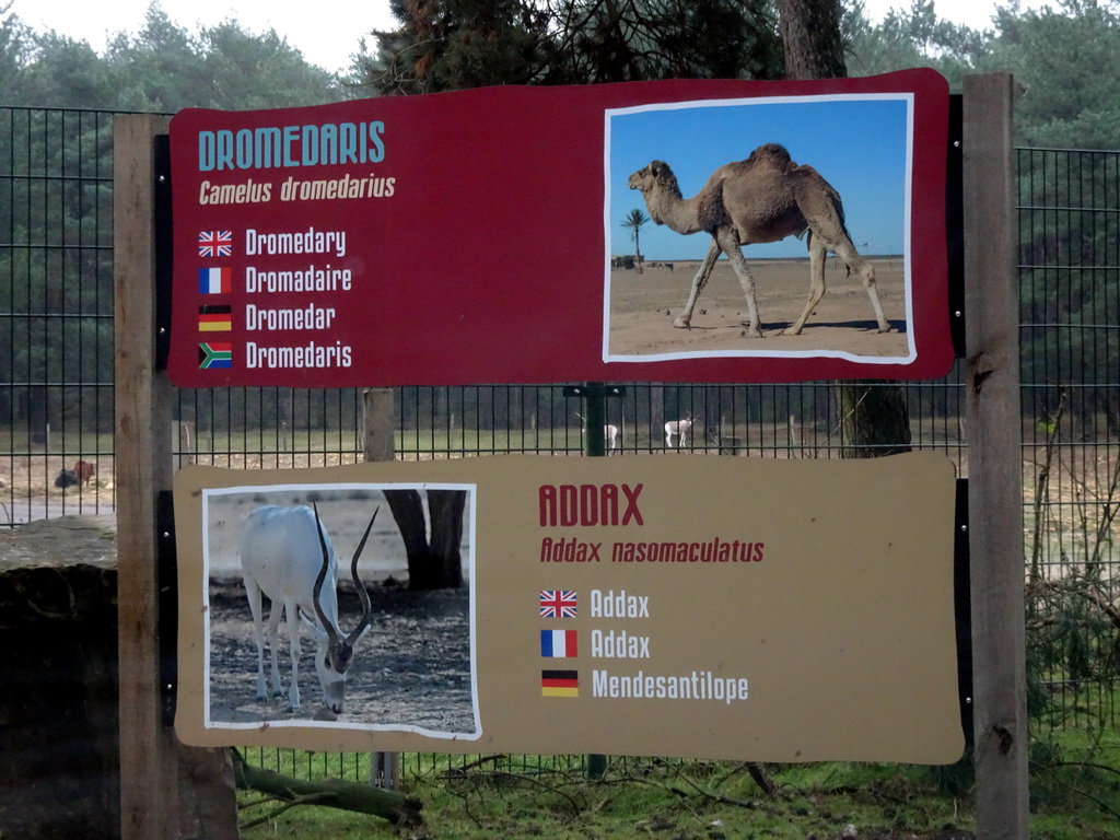 Explanation on the Dromedary and Addax at the Safaripark Beekse Bergen, viewed from the car during the Autosafari