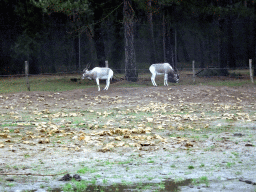 Addax at the Safaripark Beekse Bergen, viewed from the car during the Autosafari