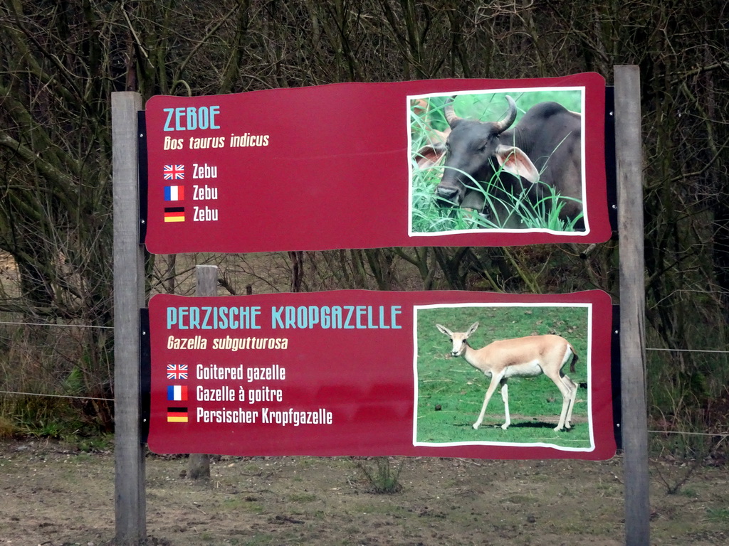 Explanation on the Zebu and Goitered Gazelle at the Safaripark Beekse Bergen, viewed from the car during the Autosafari